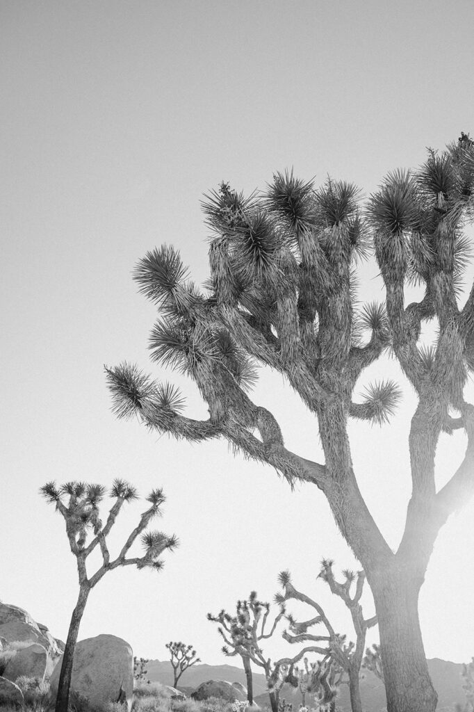 A black and white photo of Joshua Trees in Joshua Tree National Park