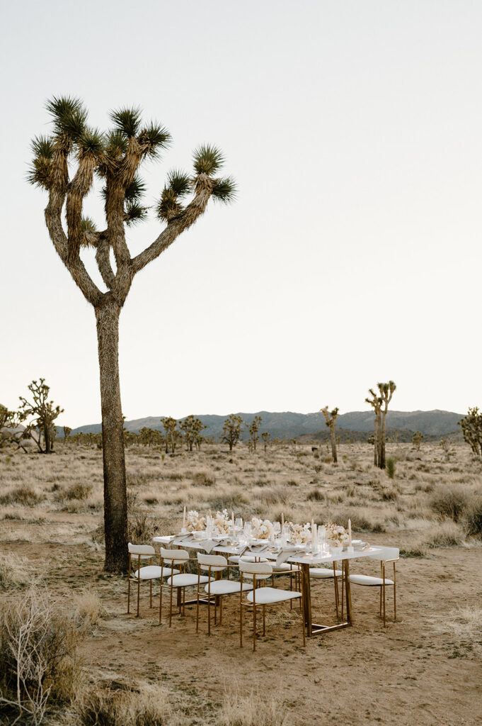 An elopement tablescape is pictured beneath a Joshua Tree