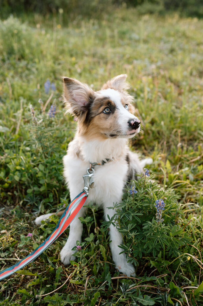 A dog is pictured amongst wildflowers in Crested Butte.