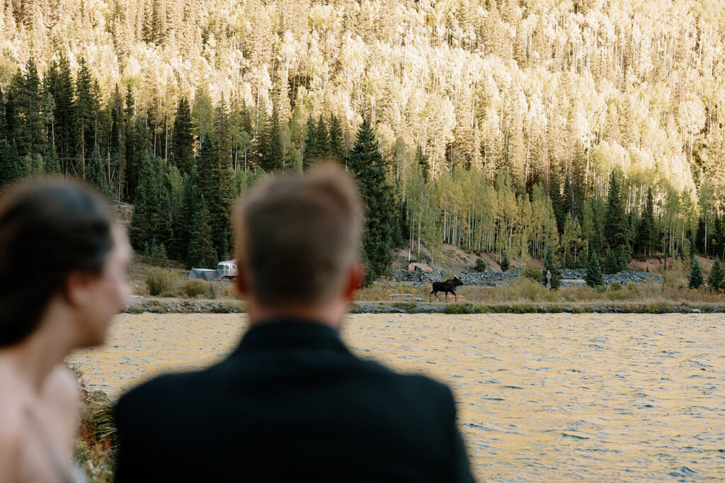 A newly married couple watching a moose run across the shore of an alpine lake in Colorado. 