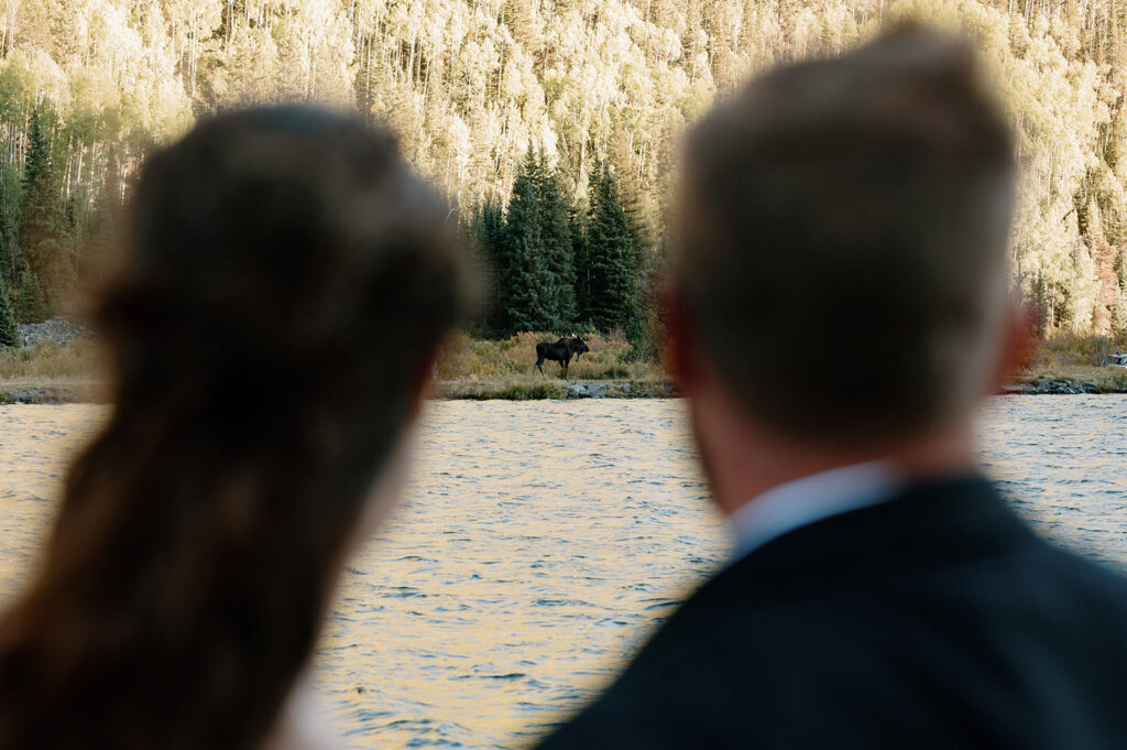 A moose is seen across an alpine lake in Ouray. 