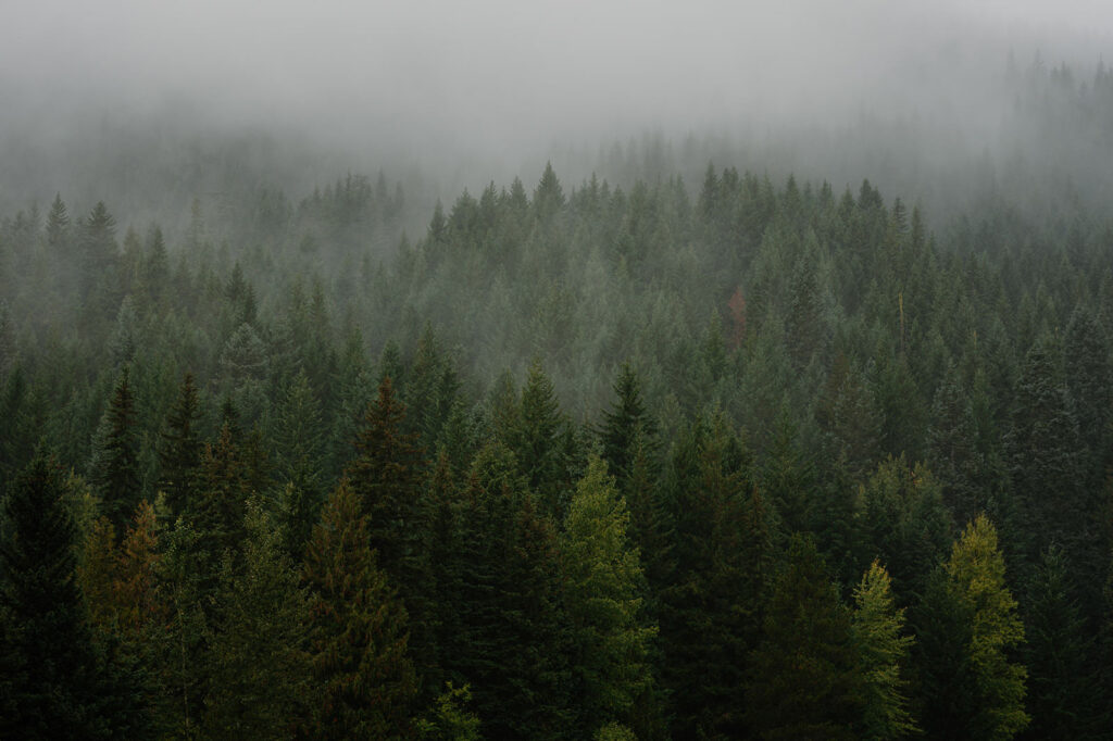 A cloudy Oregon evergreen forest.